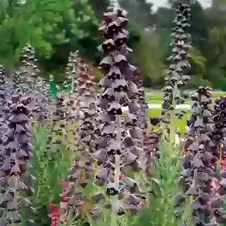 Persica